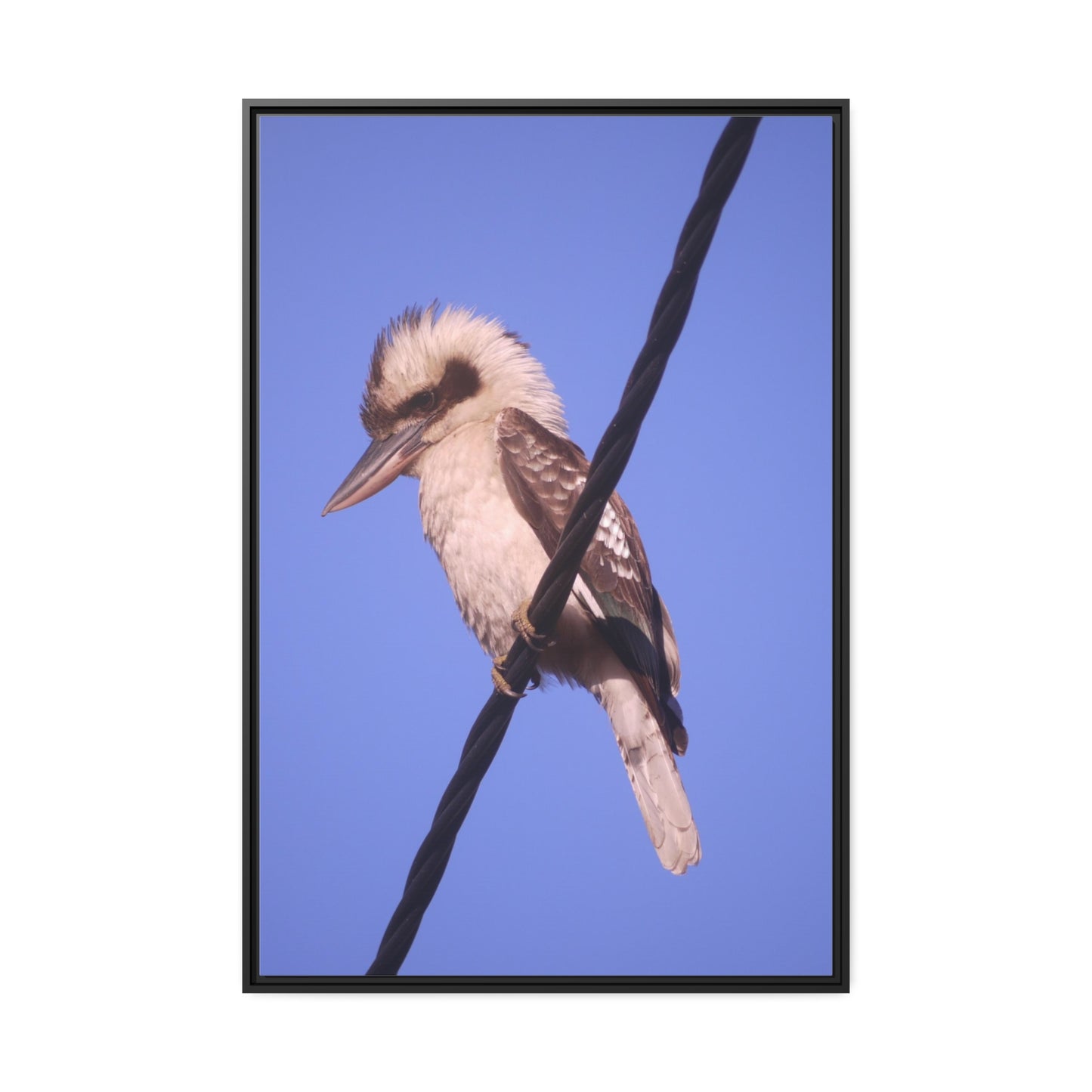 Kookaburra Portrait Photo on Canvas, Black Frame