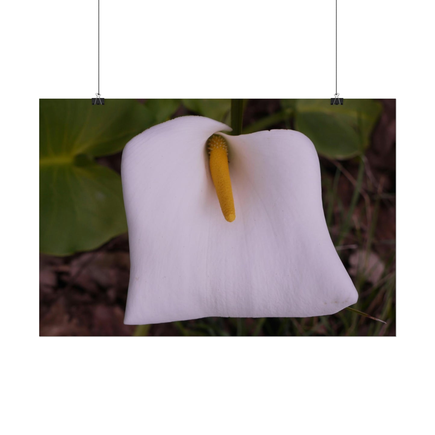 Arum Lily Photo on Poster.