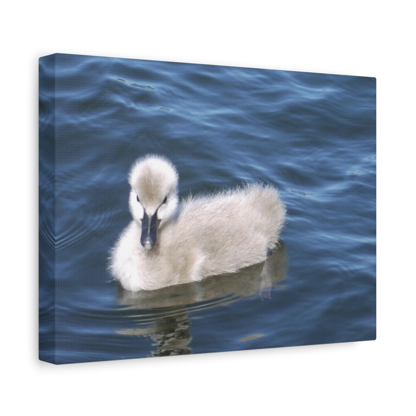 No Ugly Duckling: Baby Swan Canvas Print.