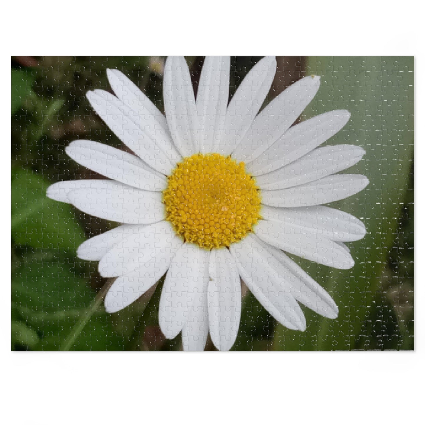 Jigsaw Puzzle: Daisy (30, 110, 252, 500, 1000-Piece)