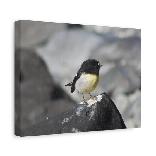 Campsite Visitor; Tomtit Photo on Canvas