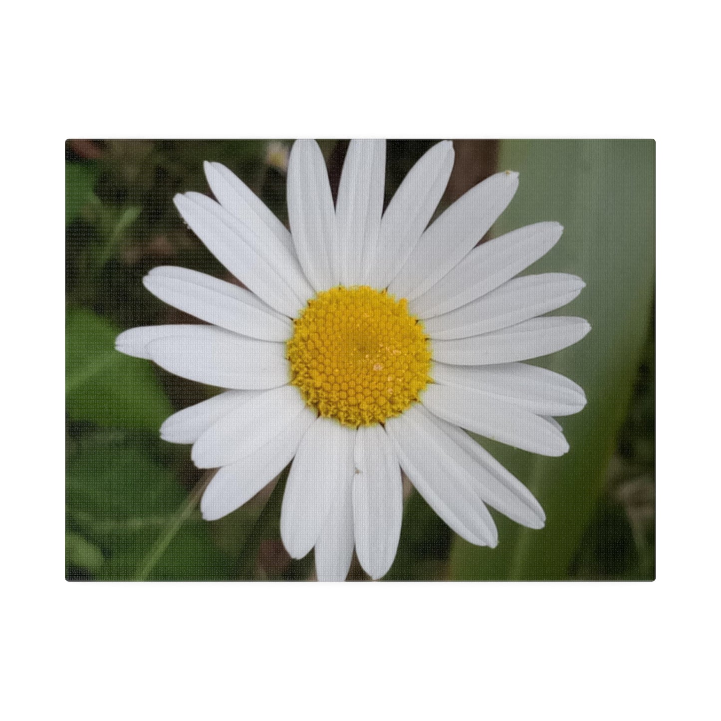 Nature's Perfection: Daisy Photo as Canvas Print