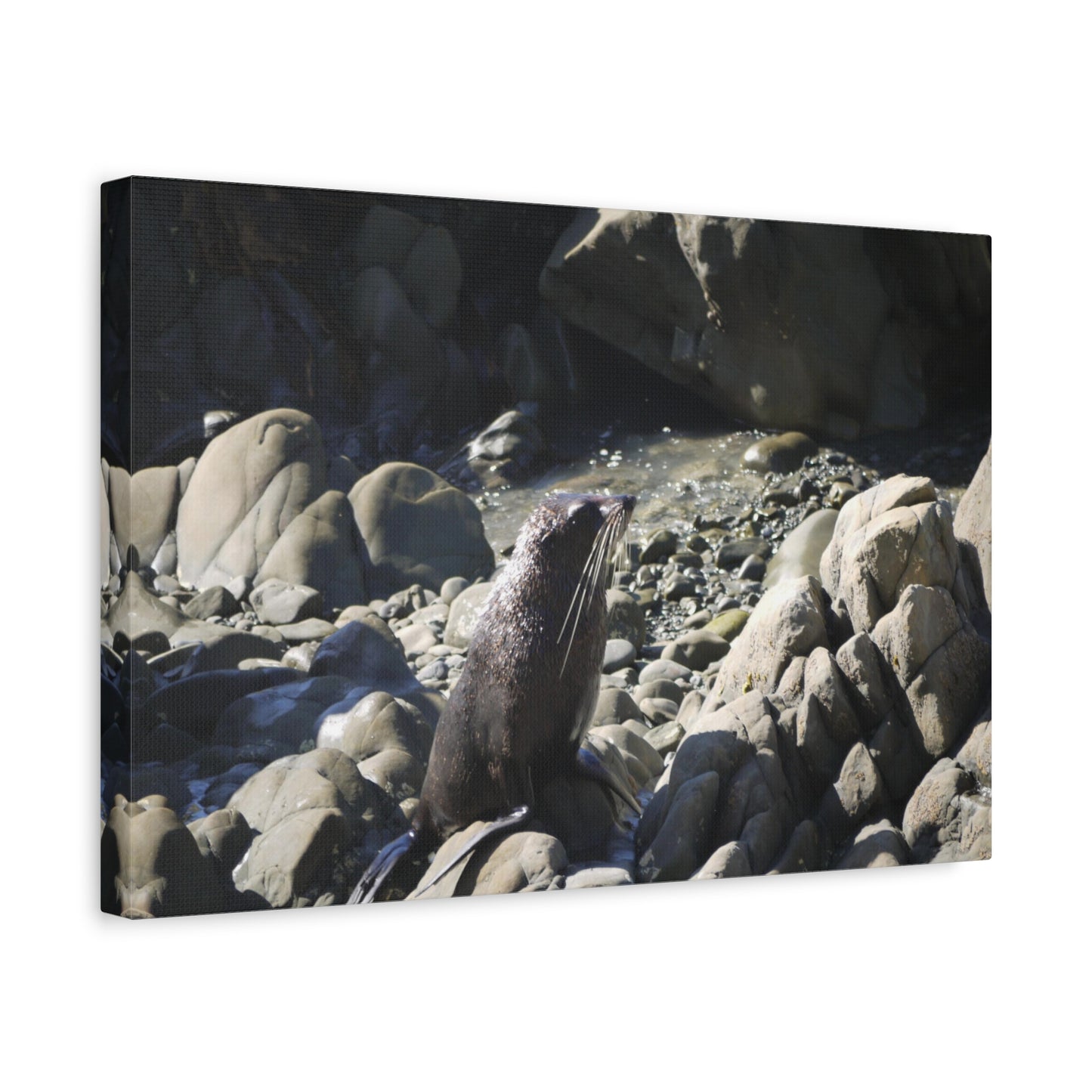 Cute Baby Seal. Photo on Canvas