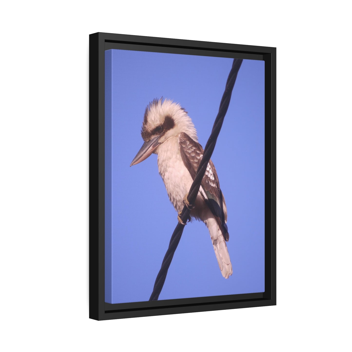 Kookaburra Portrait Photo on Canvas, Black Frame