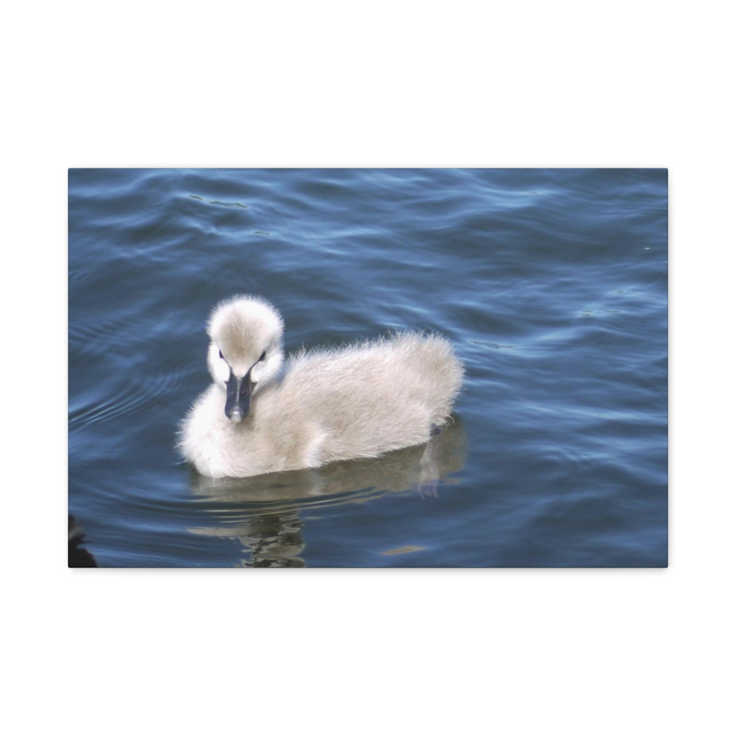 No Ugly Duckling: Baby Swan Canvas Print.