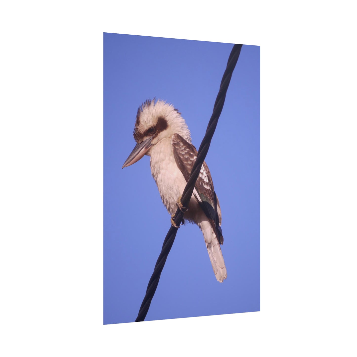 Kookaburra Portrait Photo on Poster