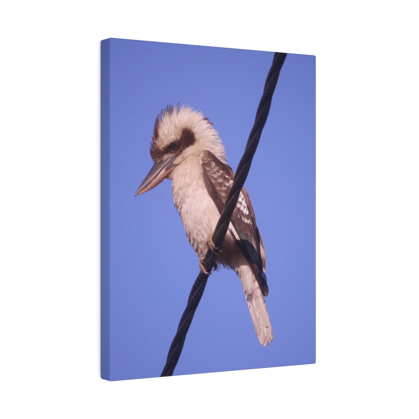 kookaburra Portrait Photo on Canvas.