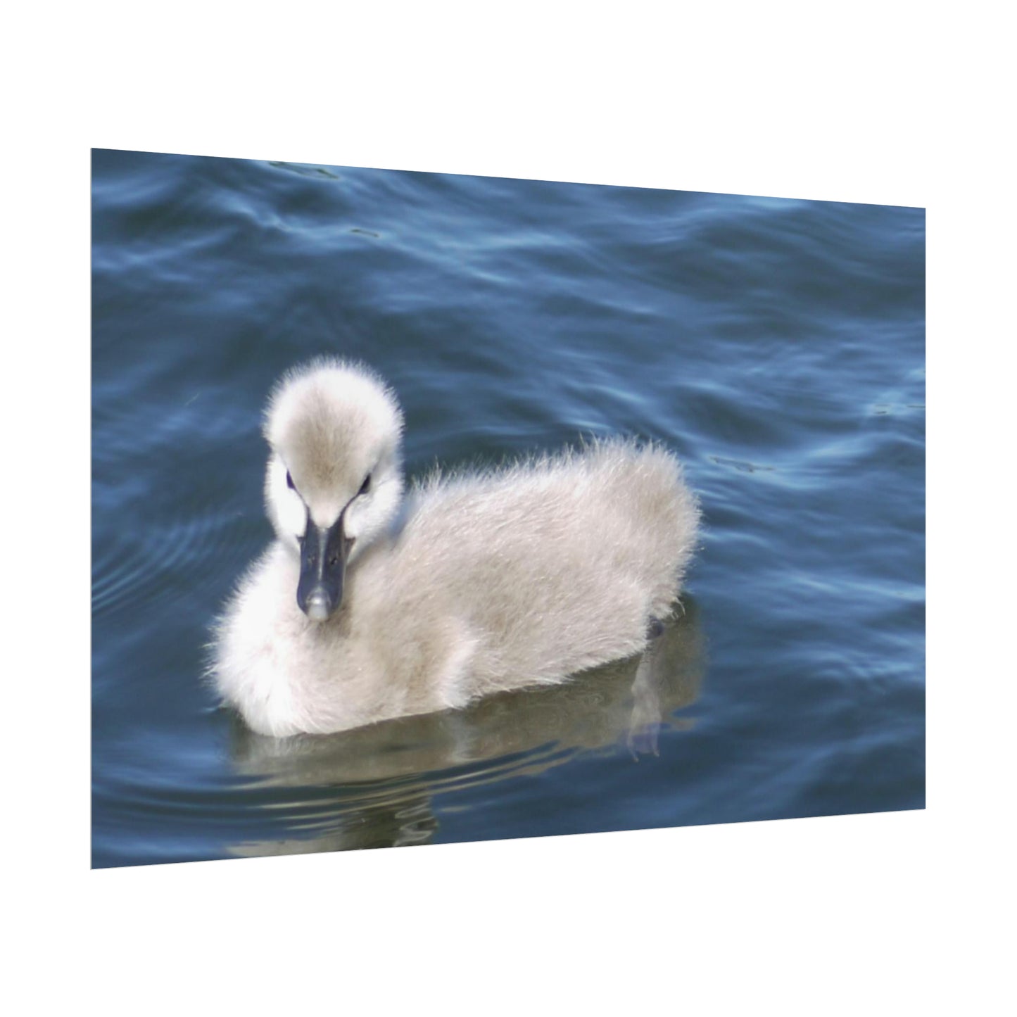 No Ugly Duckling: Baby Swan Photo as a Poster Print.