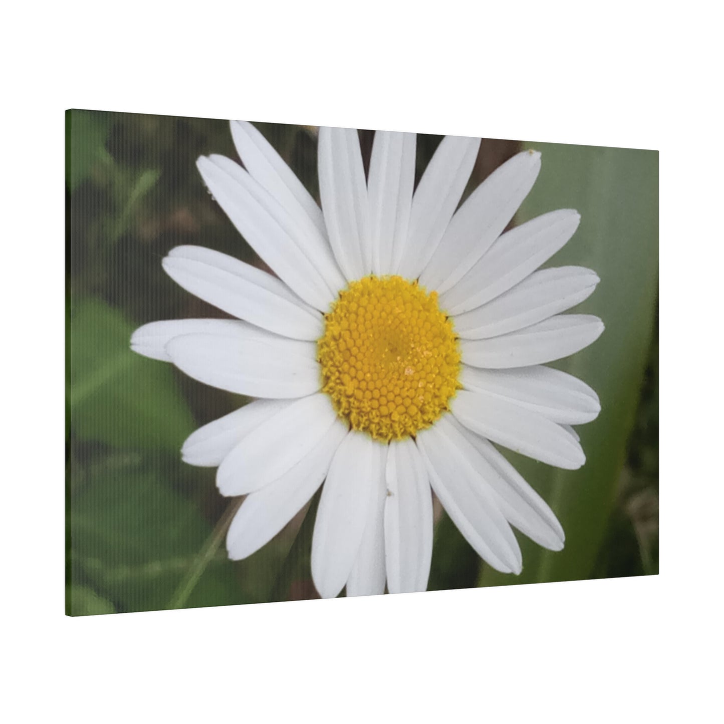 Nature's Perfection: Daisy Photo as Canvas Print