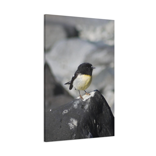 Portrait of Tomtit; Photo on Canvas