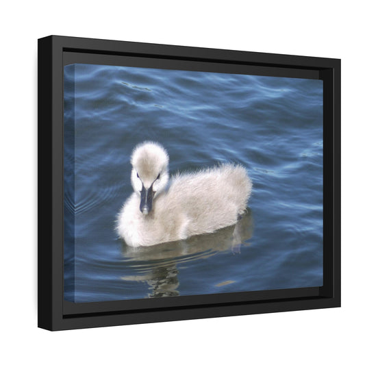 No Ugly Duckling: Photo on Framed Canvas Print.