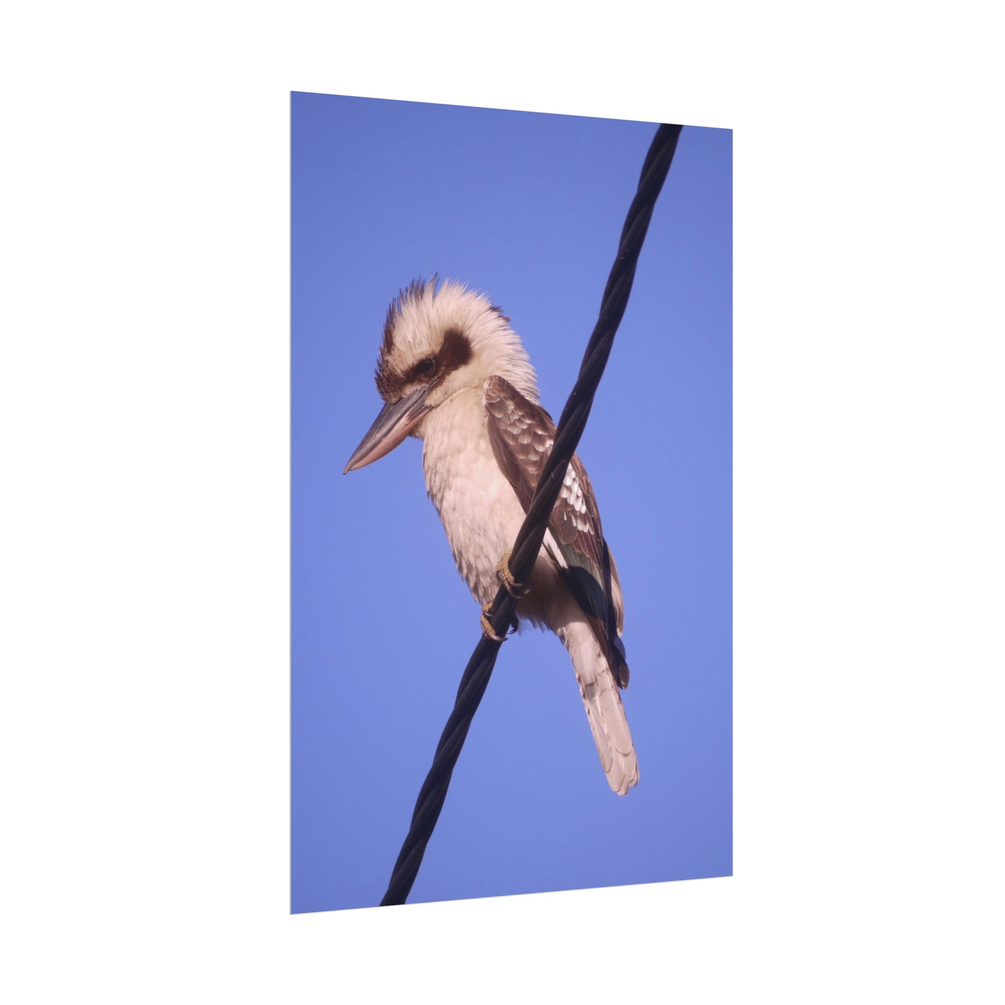 Kookaburra Portrait Photo on Poster