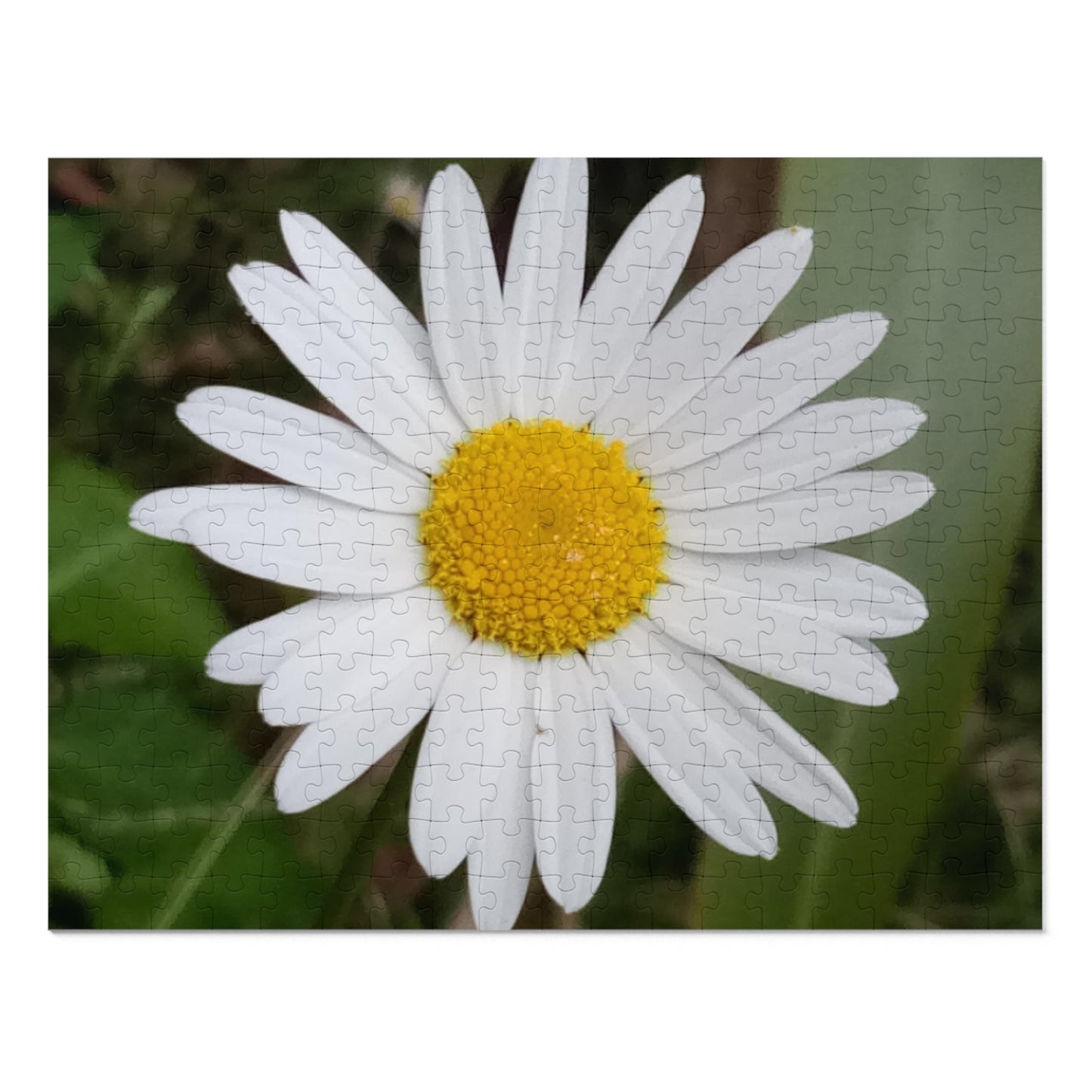 Jigsaw Puzzle: Daisy (30, 110, 252, 500, 1000-Piece)