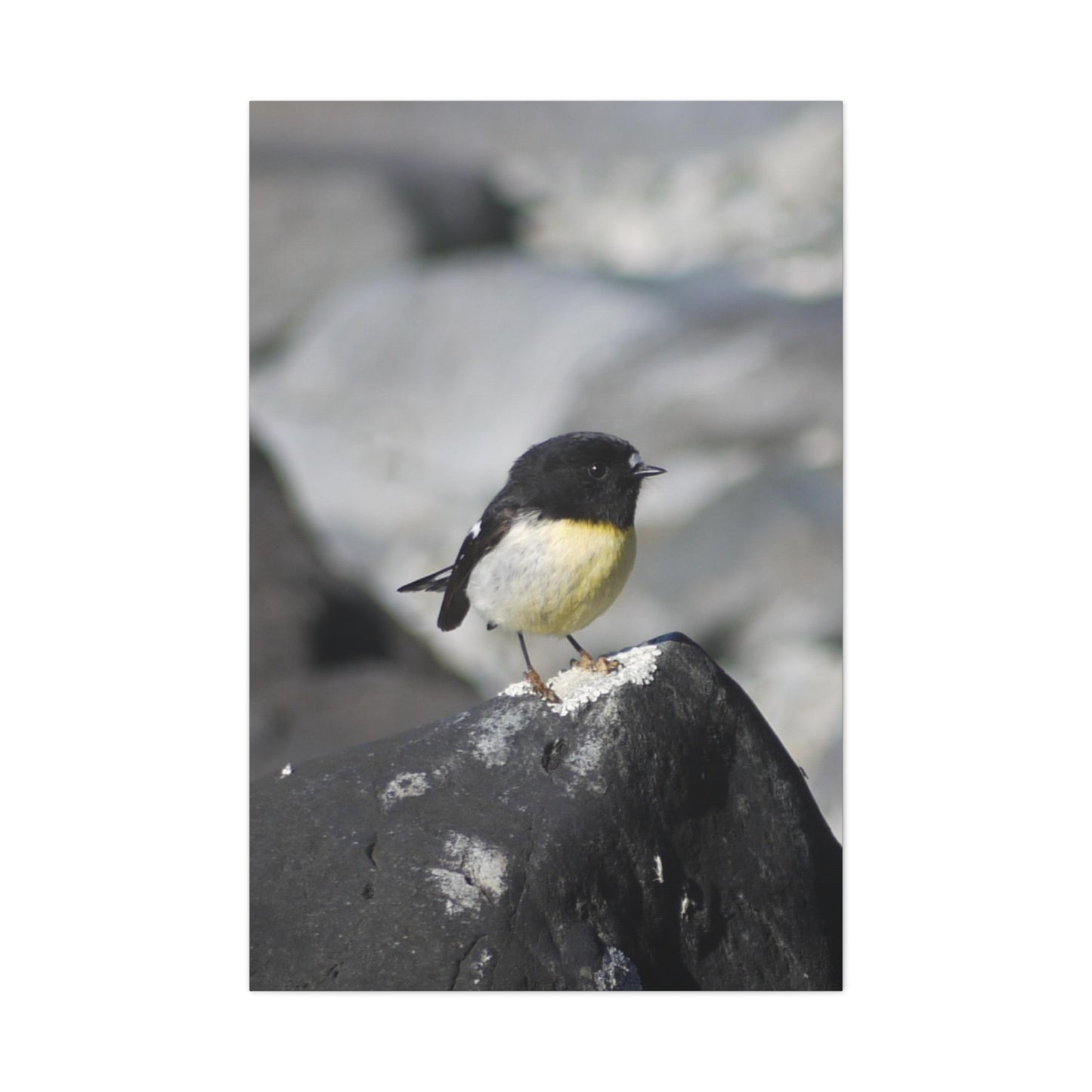 Portrait of Tomtit; Photo on Canvas