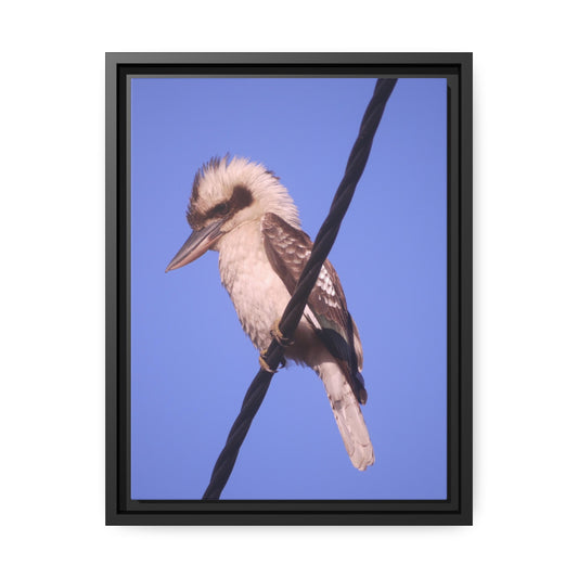 Kookaburra Portrait Photo on Canvas, Black Frame