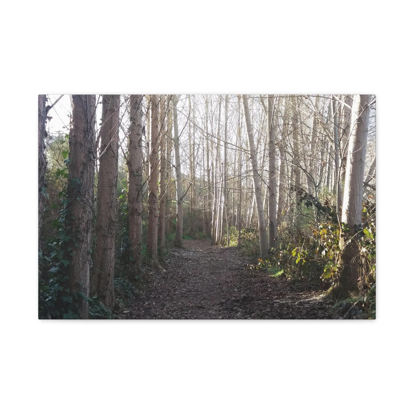 Waihi River Wilderness Walk Photo on Canvas (5 Sizes)