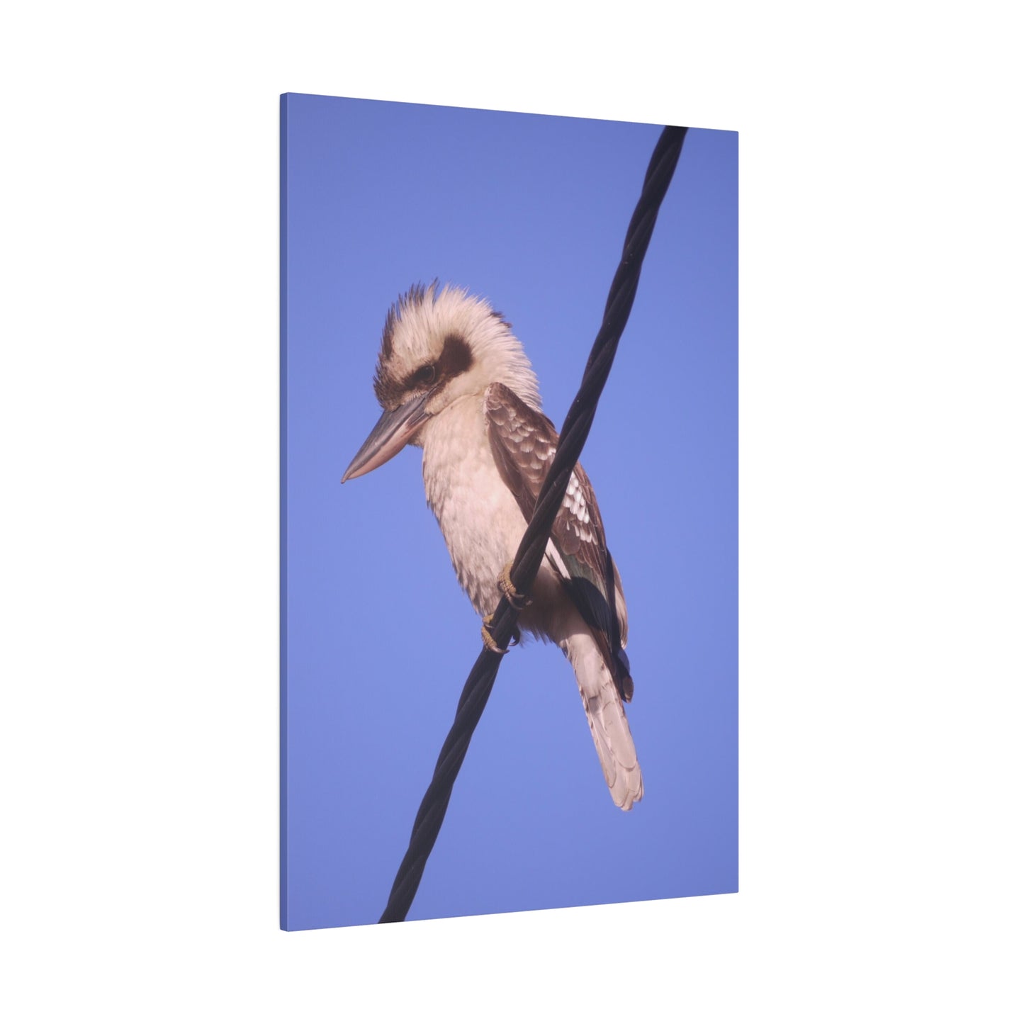 kookaburra Portrait Photo on Canvas.