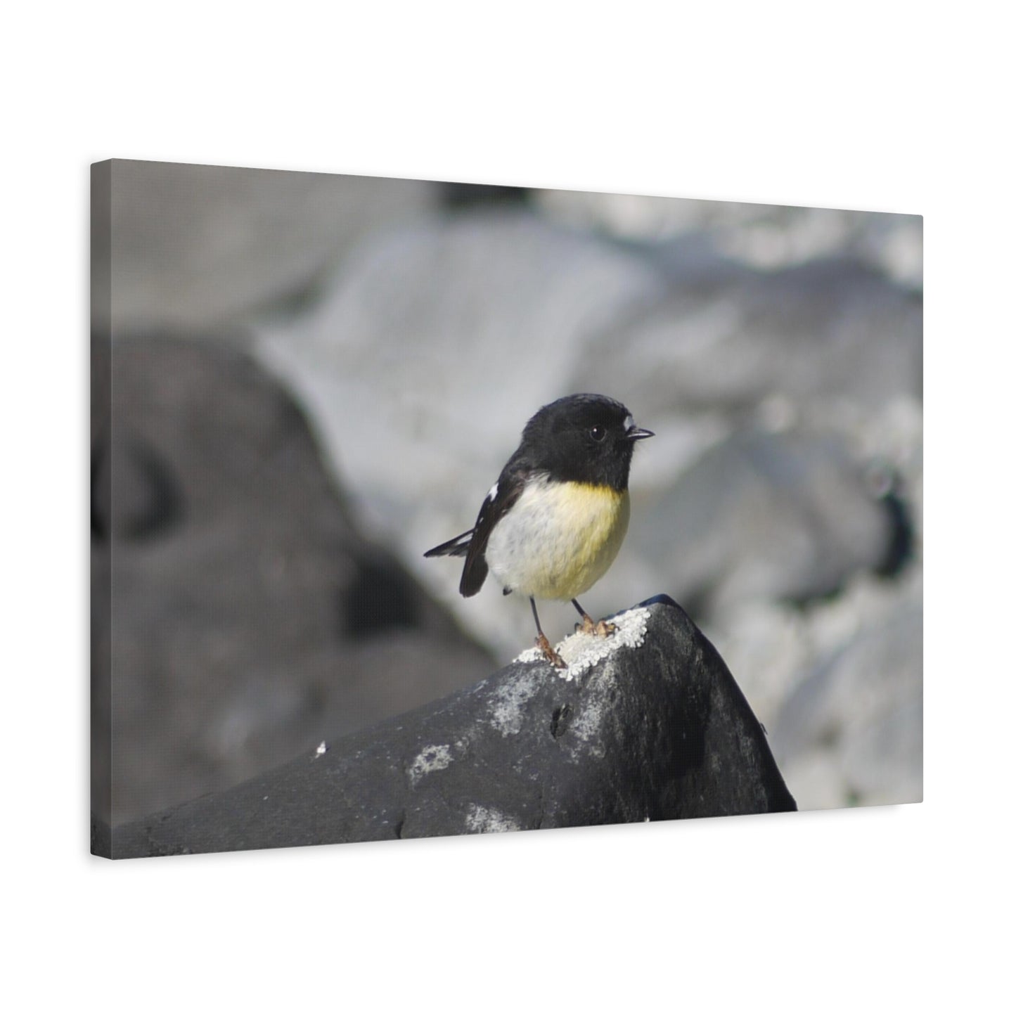 Campsite Visitor; Tomtit Photo on Canvas