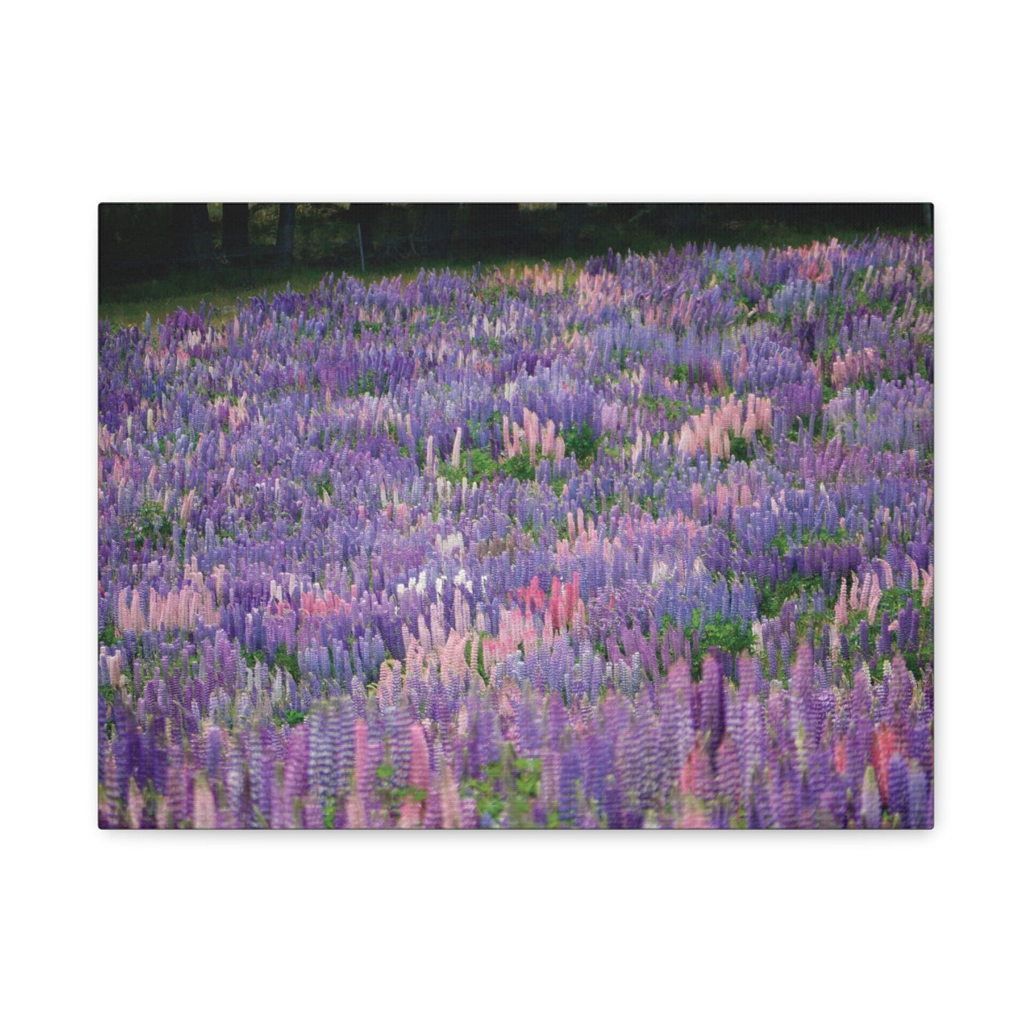 Tekapo Wild Lupins Photo on Canvas.