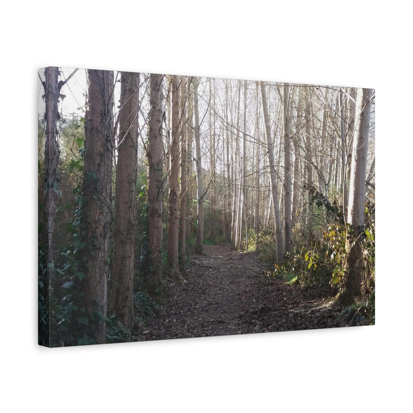 Waihi River Wilderness Walk Photo on Canvas (5 Sizes)