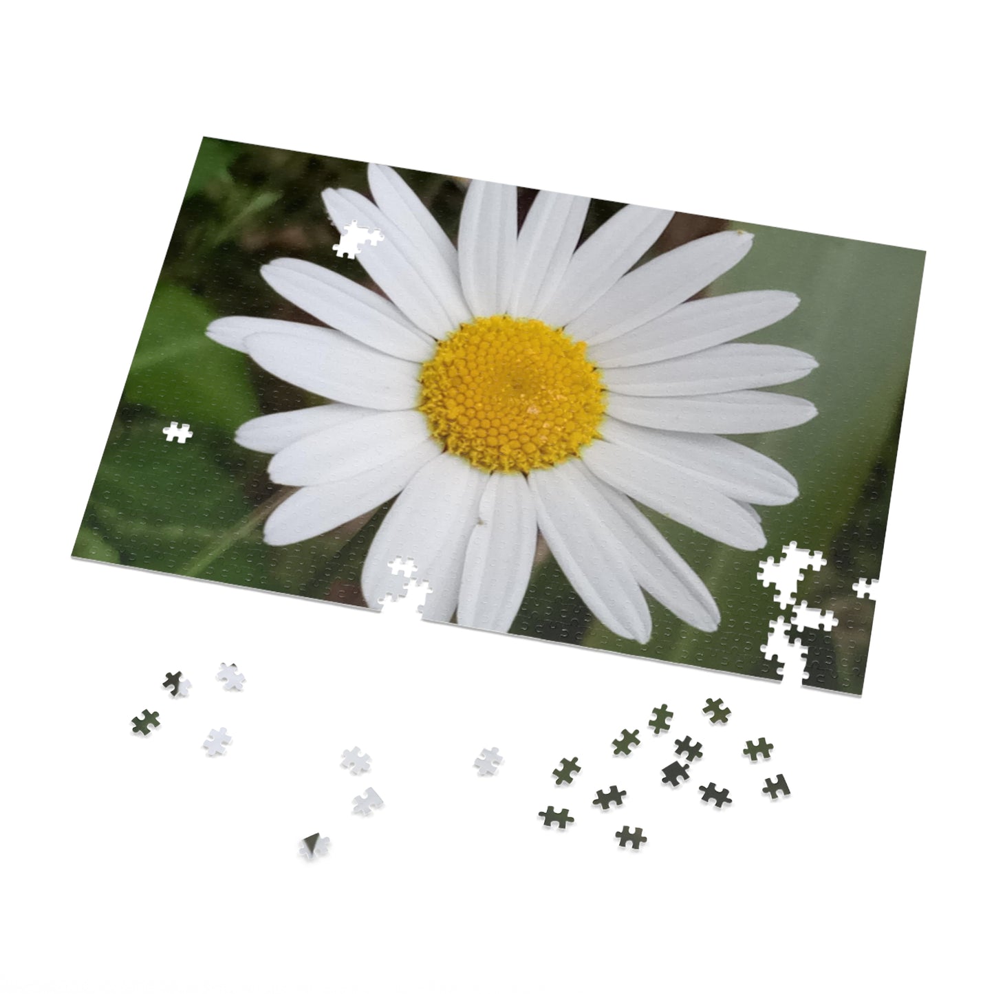 Jigsaw Puzzle: Daisy (30, 110, 252, 500, 1000-Piece)