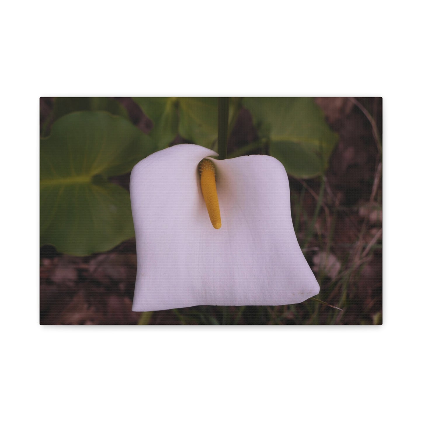 Arum Lily Photo on Canvas