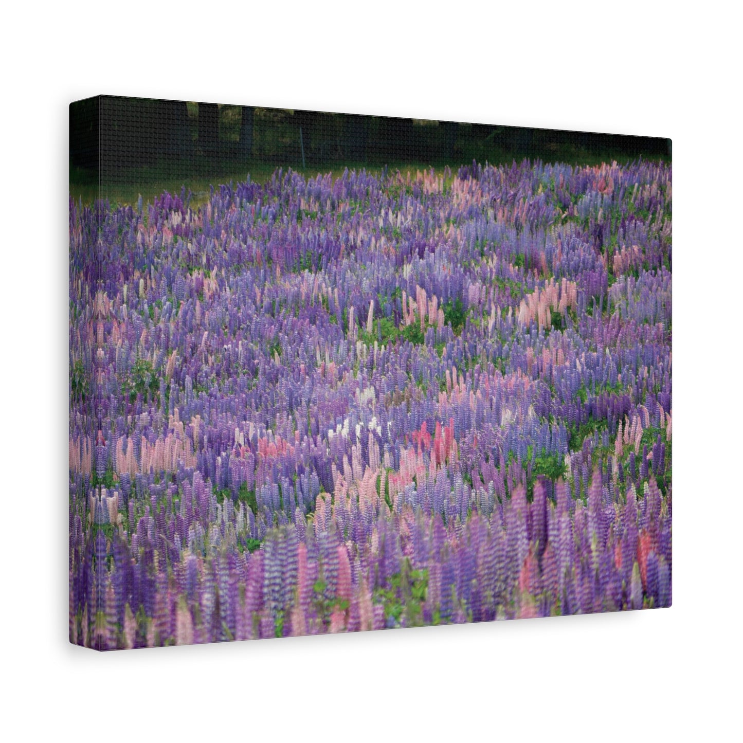 Tekapo Wild Lupins Photo on Canvas.