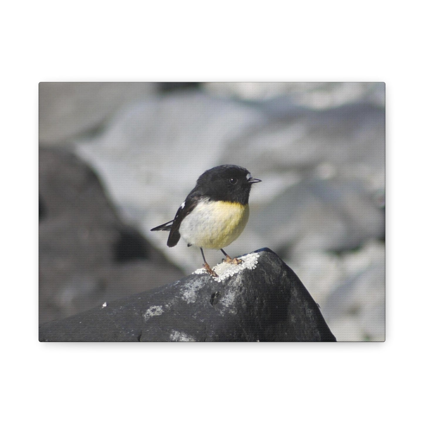 Campsite Visitor; Tomtit Photo on Canvas