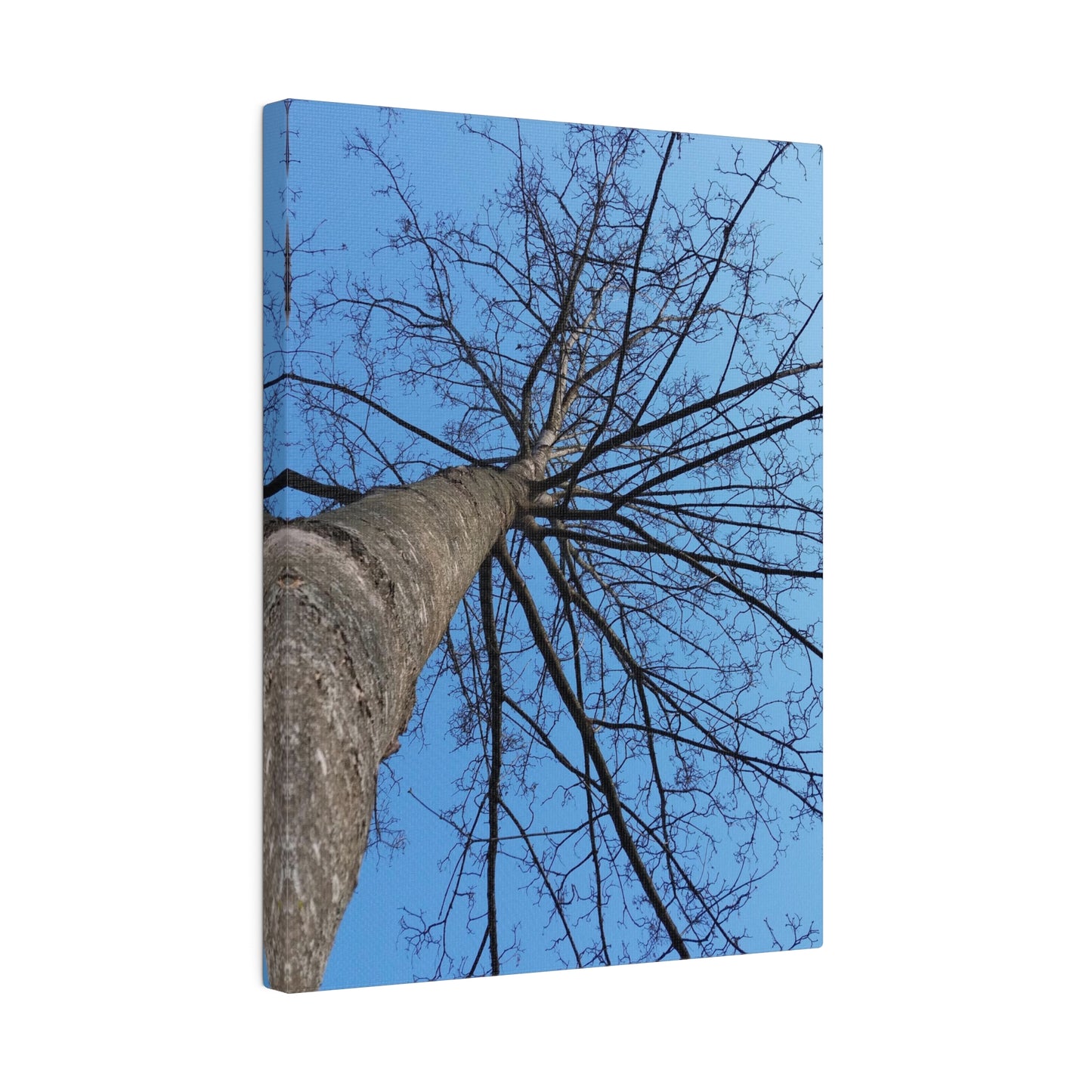 Poplar Tree Photo on Canvas