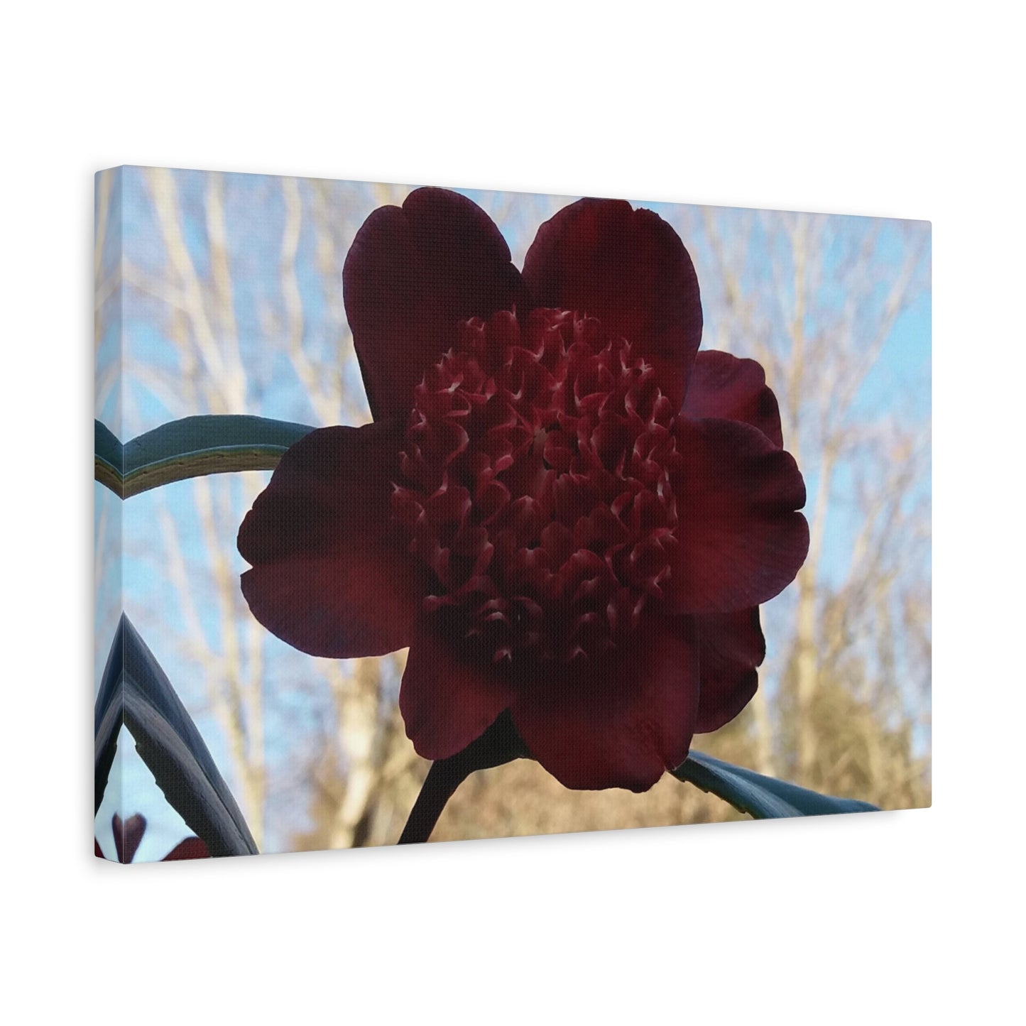 Rhododendron Photo on Canvas, Landscape Style.