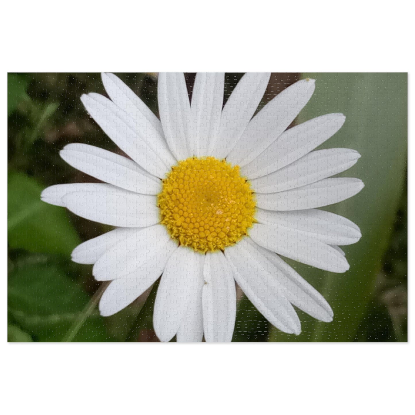 Jigsaw Puzzle: Daisy (30, 110, 252, 500, 1000-Piece)