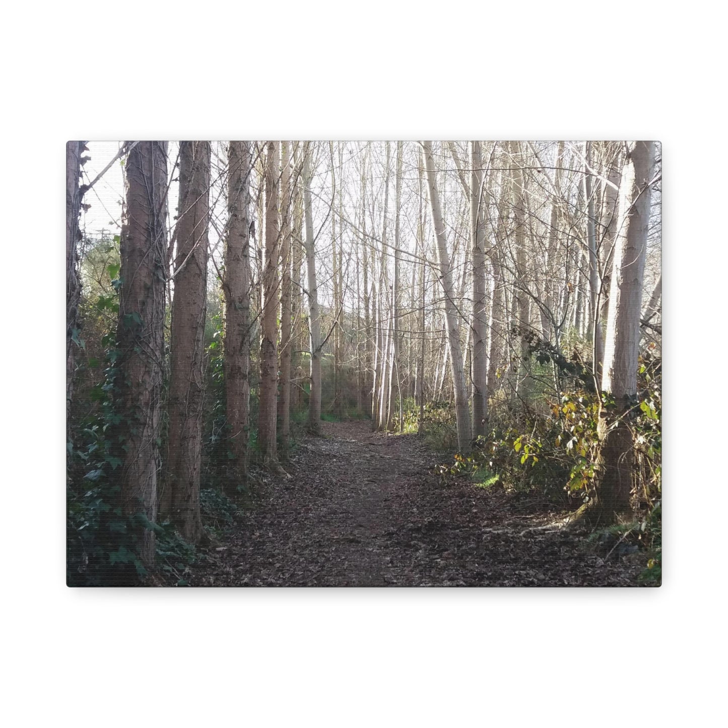 Waihi River Wilderness Walk Photo on Canvas (5 Sizes)