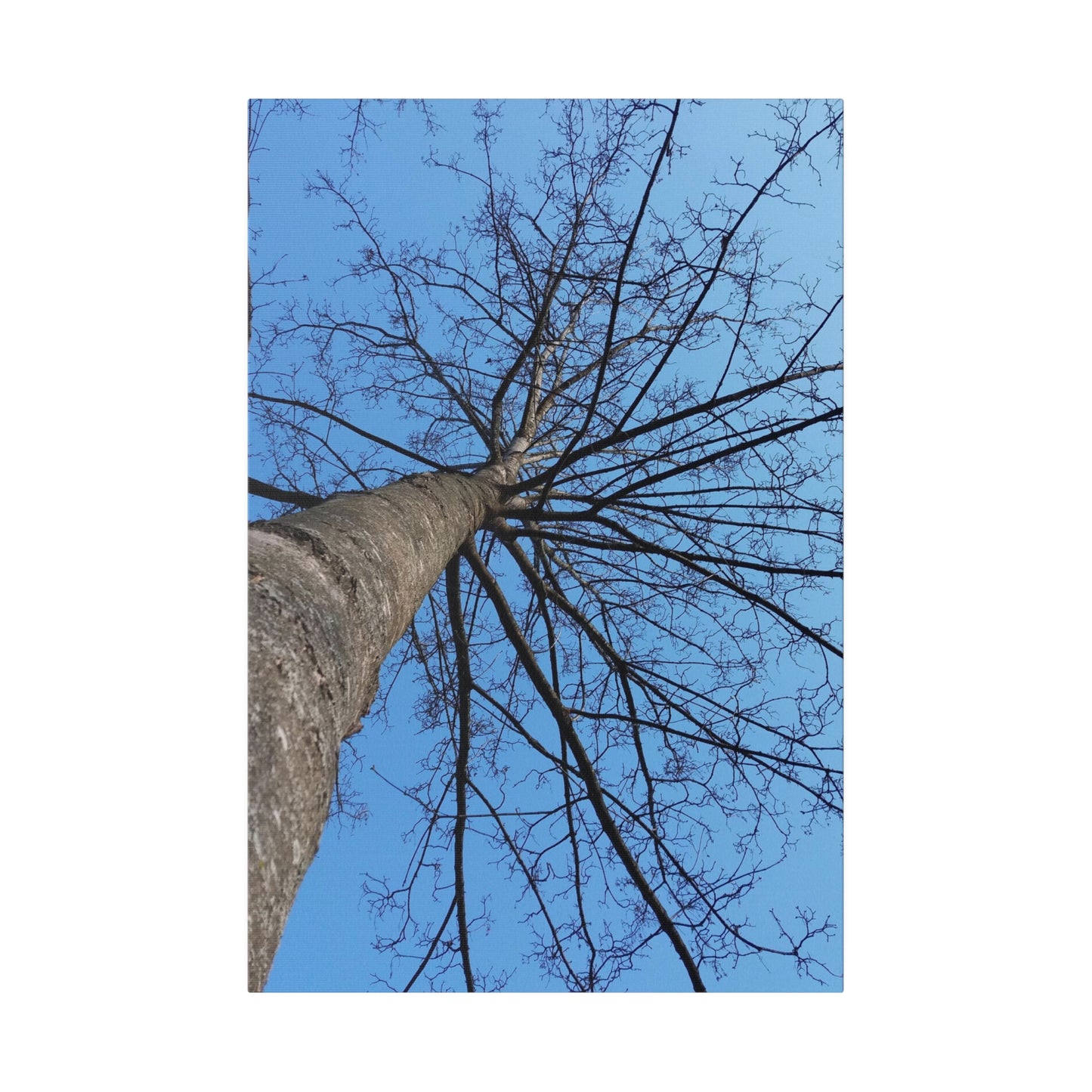 Poplar Tree Photo on Canvas