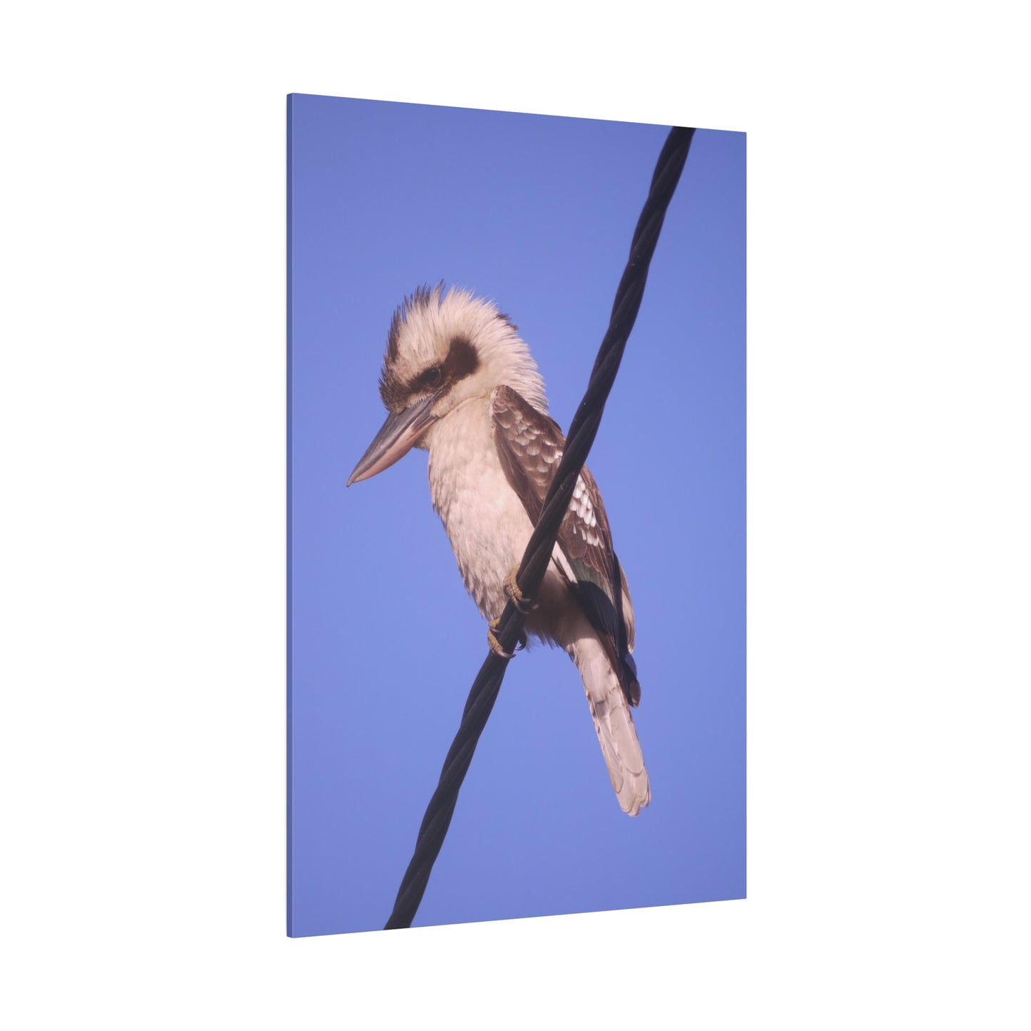 kookaburra Portrait Photo on Canvas.