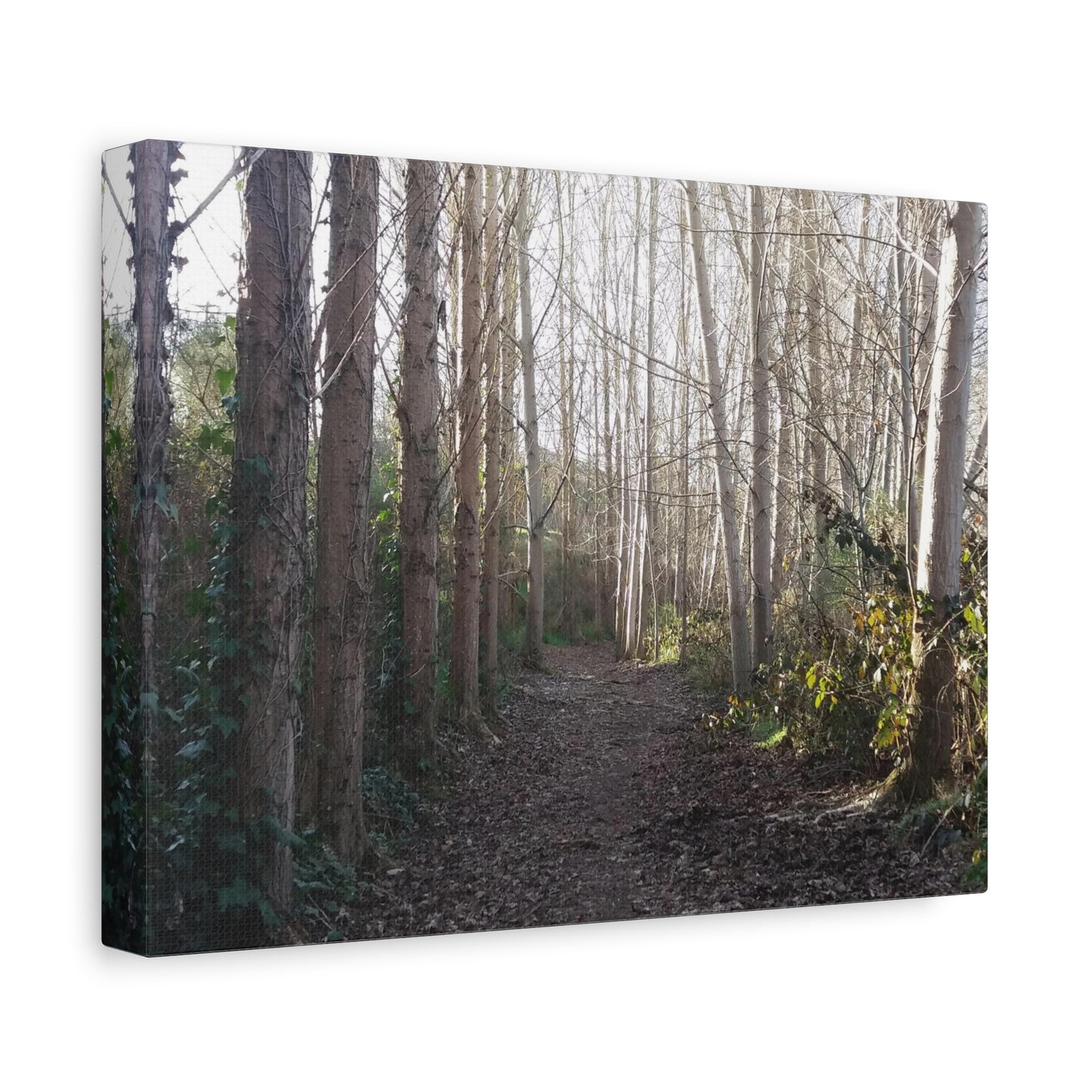 Waihi River Wilderness Walk Photo on Canvas (5 Sizes)