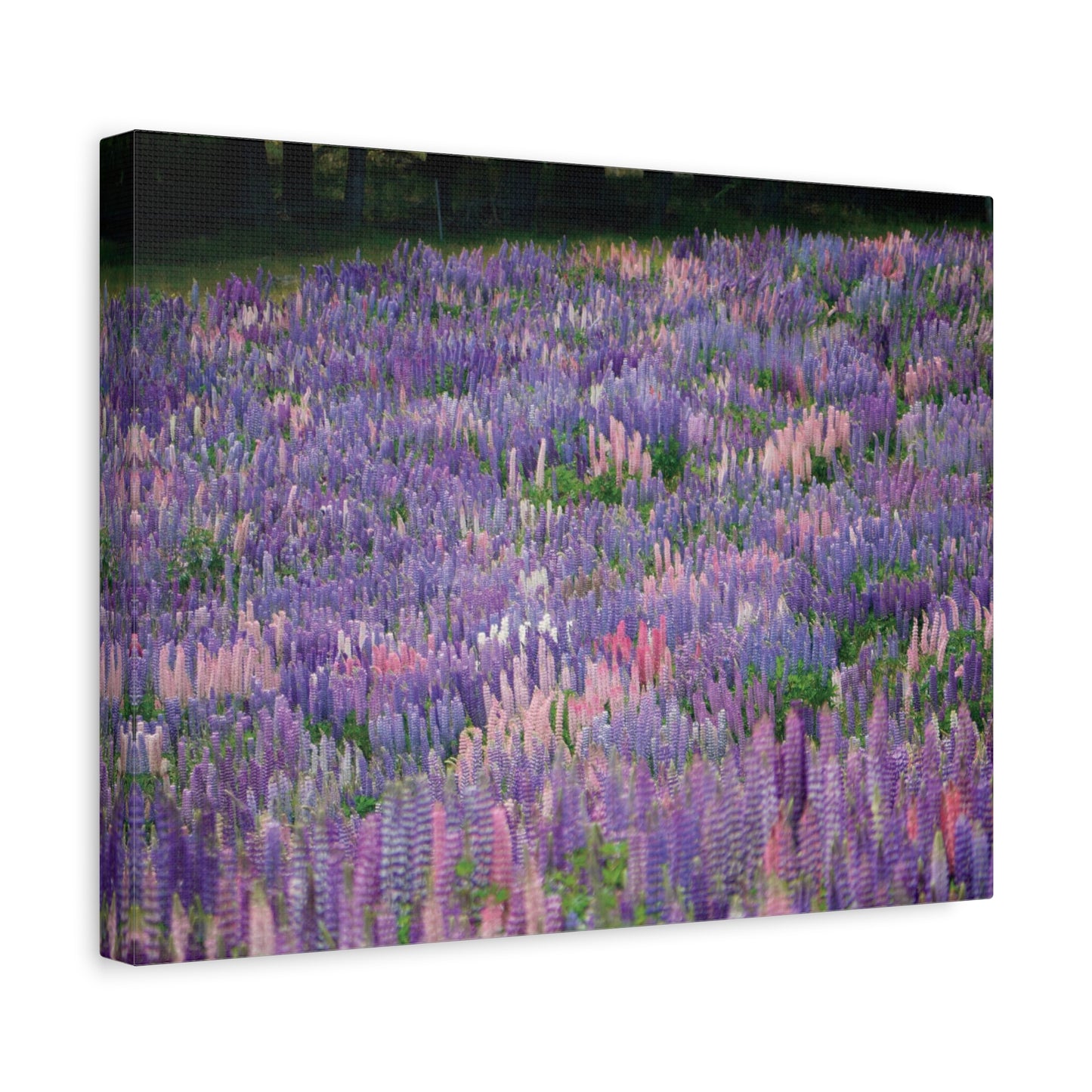 Tekapo Wild Lupins Photo on Canvas.