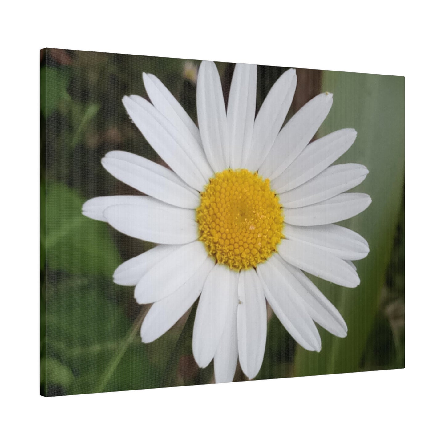 Nature's Perfection: Daisy Photo as Canvas Print