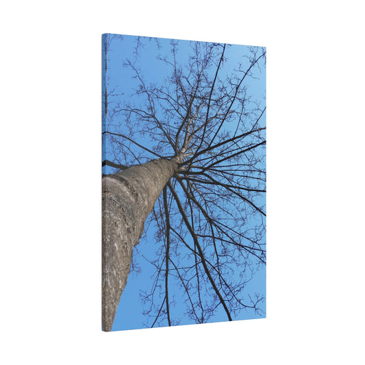 Poplar Tree Photo on Canvas