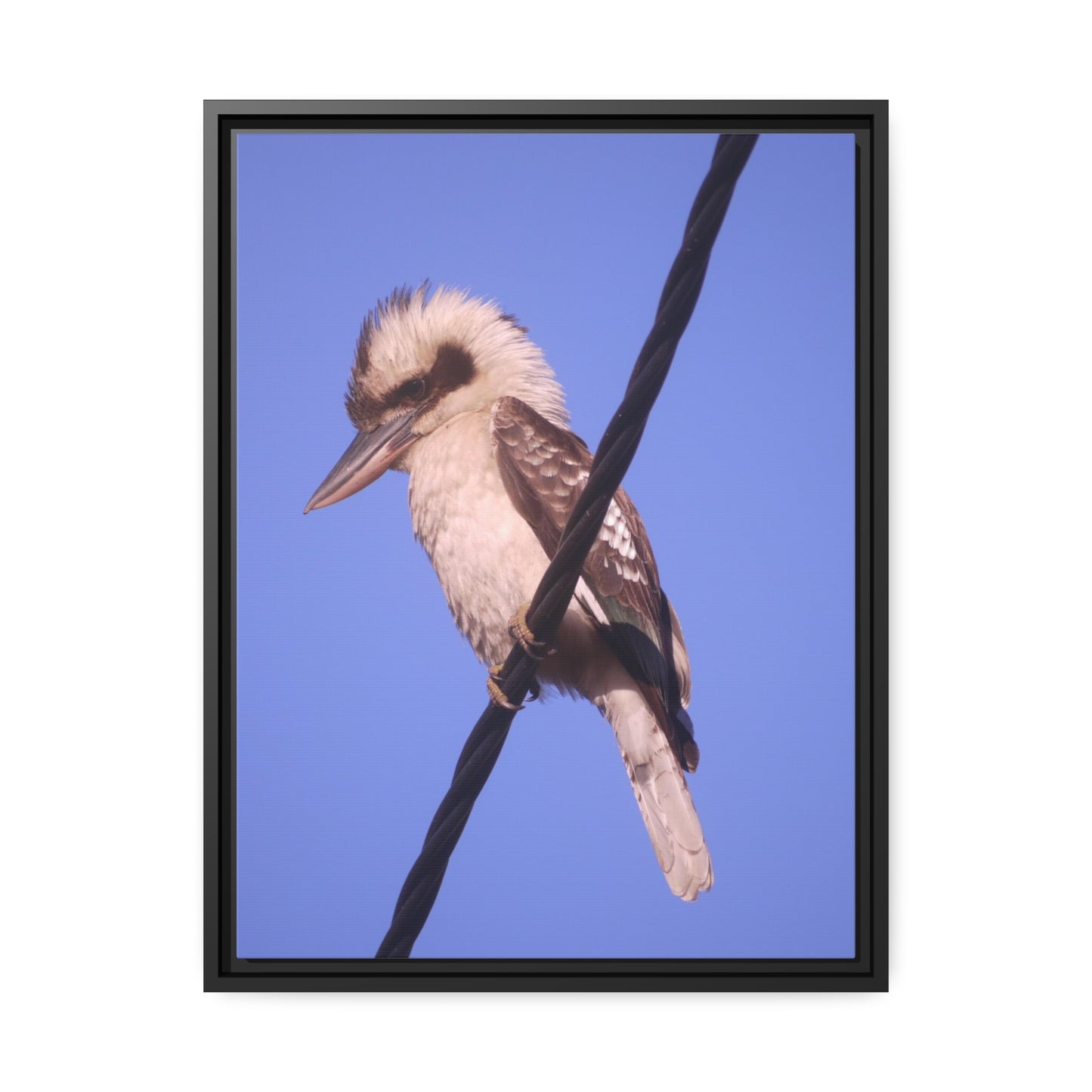 Kookaburra Portrait Photo on Canvas, Black Frame