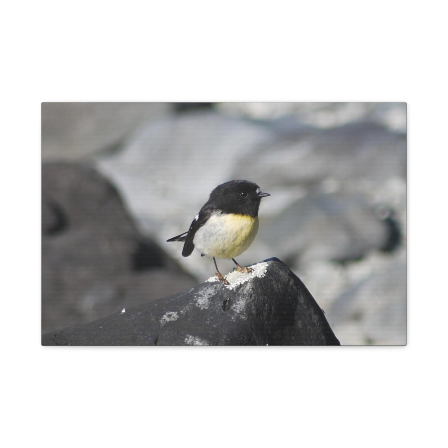 Campsite Visitor; Tomtit Photo on Canvas