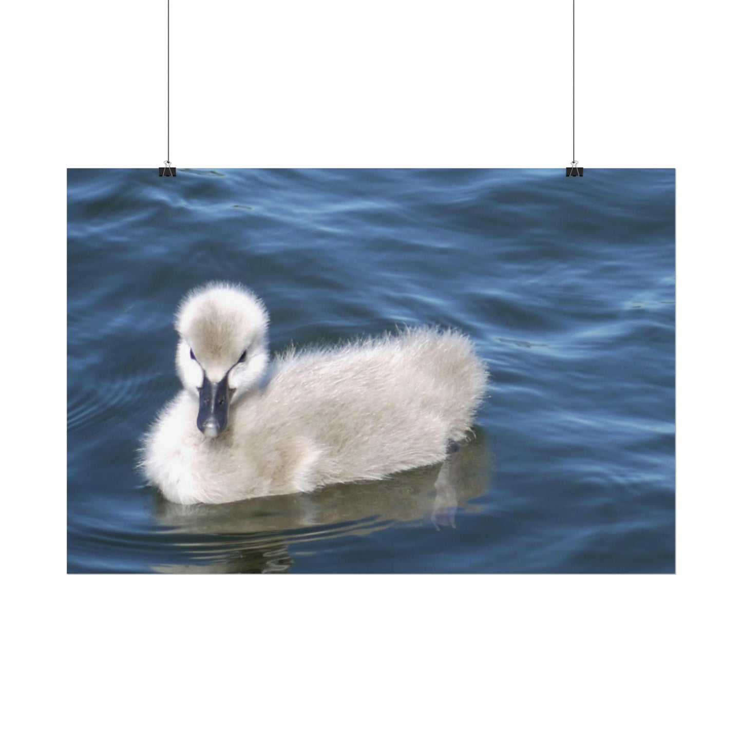 No Ugly Duckling: Baby Swan Photo as a Poster Print.