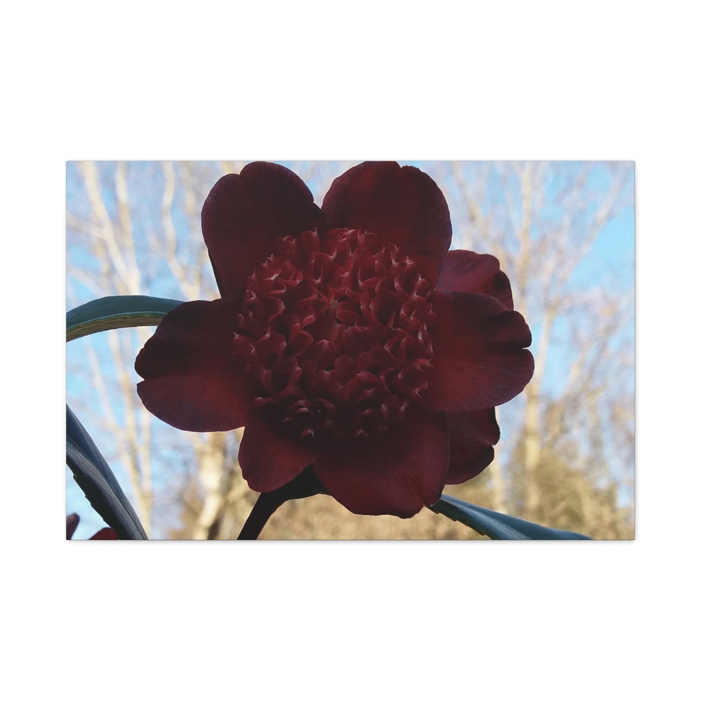 Rhododendron Photo on Canvas, Landscape Style.