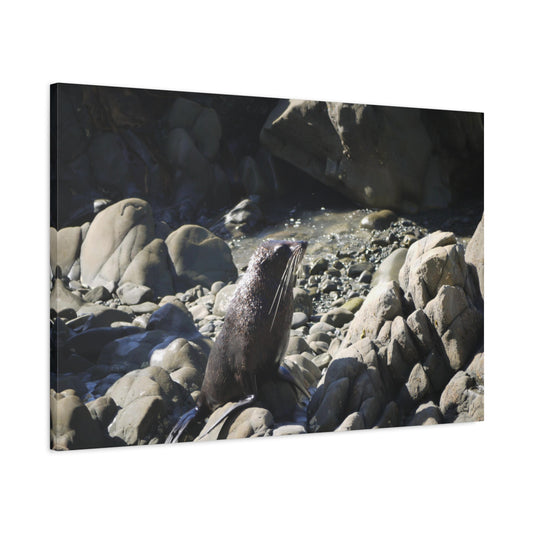 Cute Baby Seal. Photo on Canvas