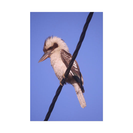 Kookaburra Portrait Photo on Poster