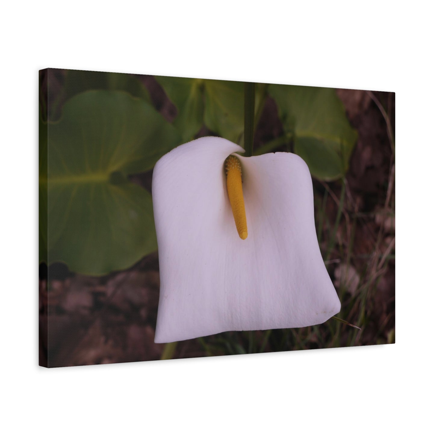 Arum Lily Photo on Canvas