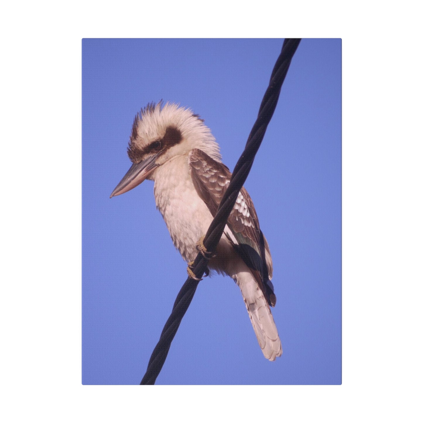 kookaburra Portrait Photo on Canvas.