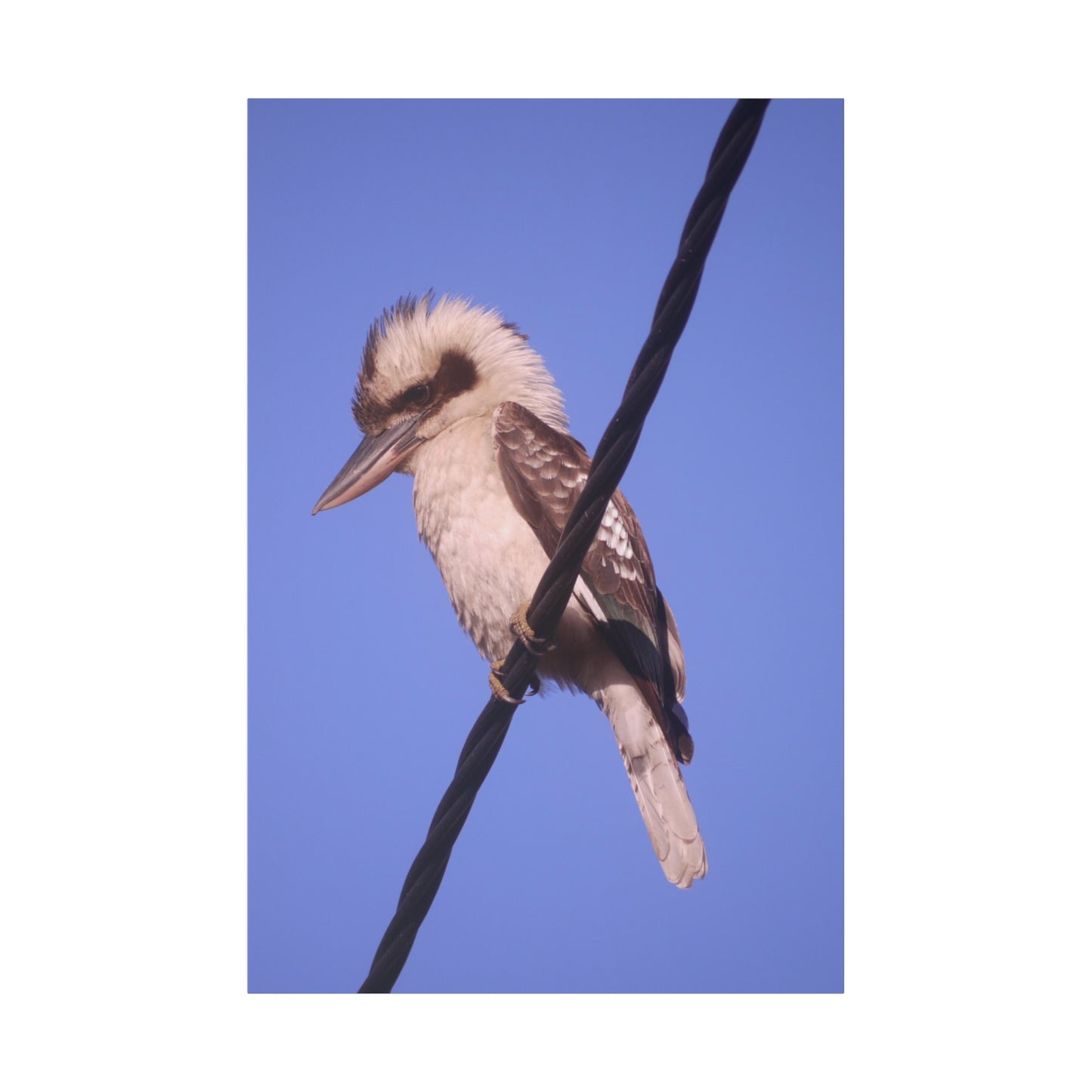 kookaburra Portrait Photo on Canvas.