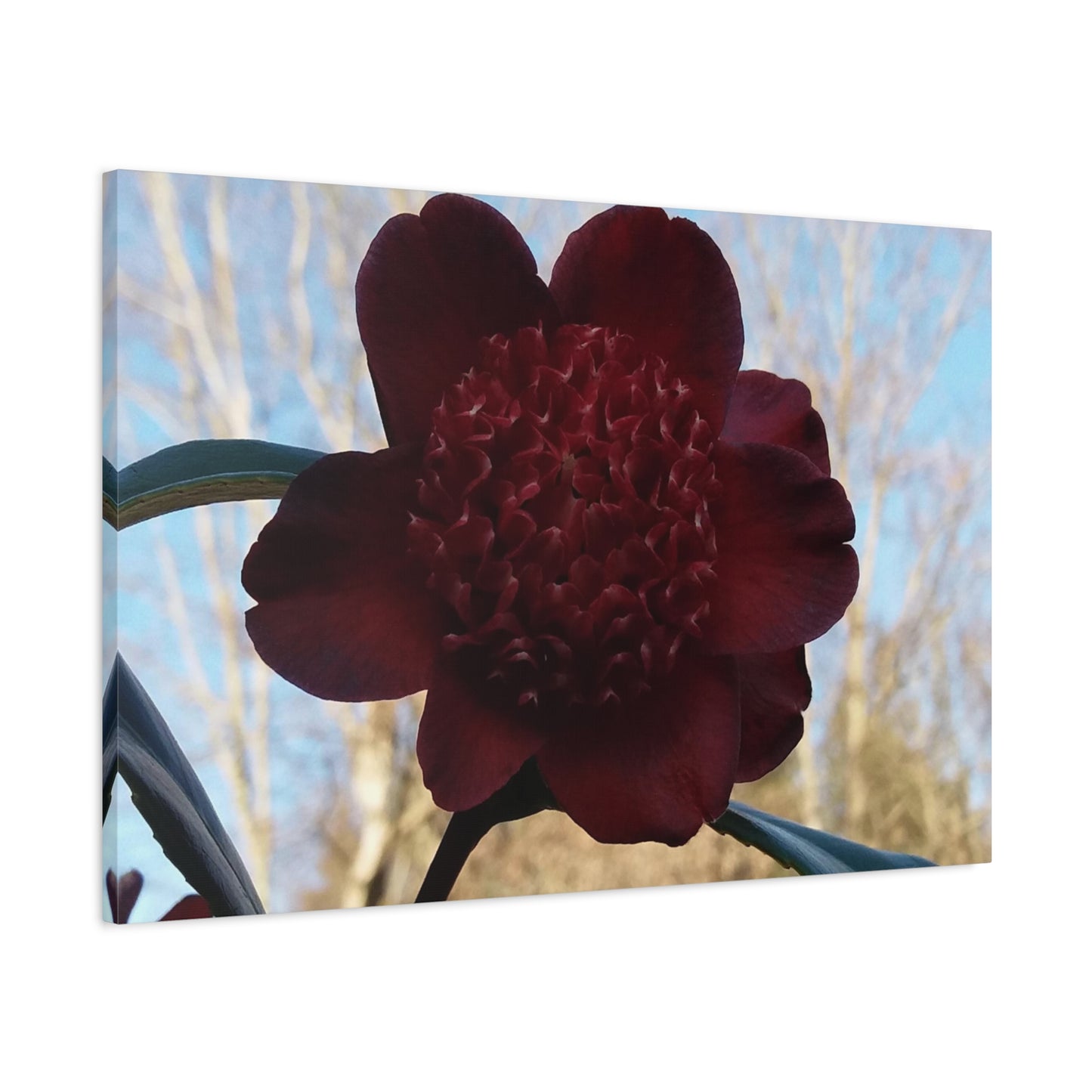 Rhododendron Photo on Canvas, Landscape Style.