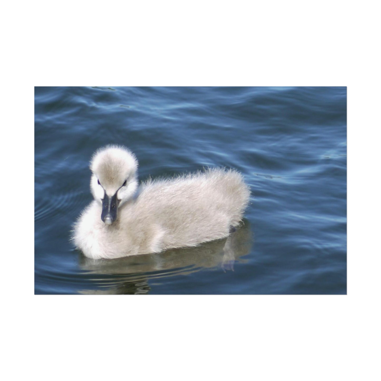 No Ugly Duckling: Baby Swan Photo as a Poster Print.