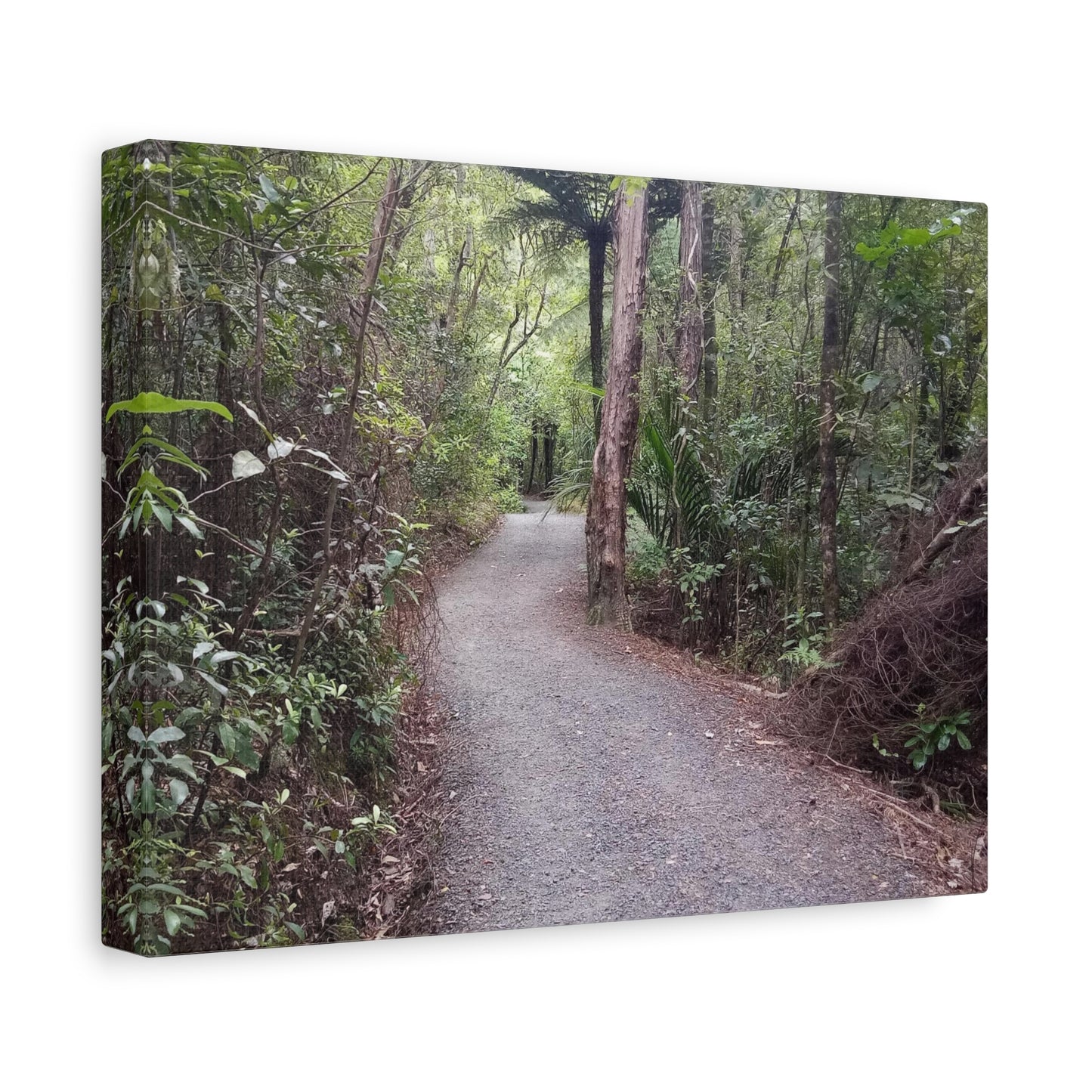 Wentworth Forest Walk Photo On Canvas